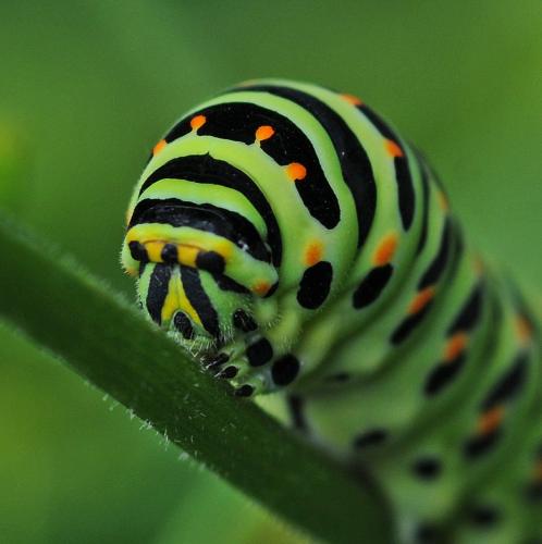 Réf. 333 528 : Papilio machaon